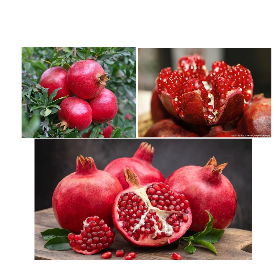 ST.MORIZT Pomegranate plant extracts body shampoo 1000ml, remove bad luck and increase your fortune, promote your popularity refreshing and lasting aroma for you and your family members shop24.sg